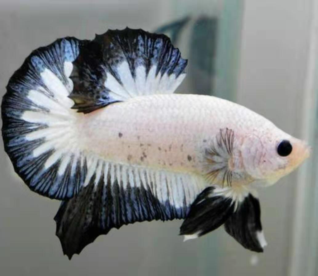 买回的观赏鱼有应激反应怎么办,新买的观赏鱼怎么预防生病