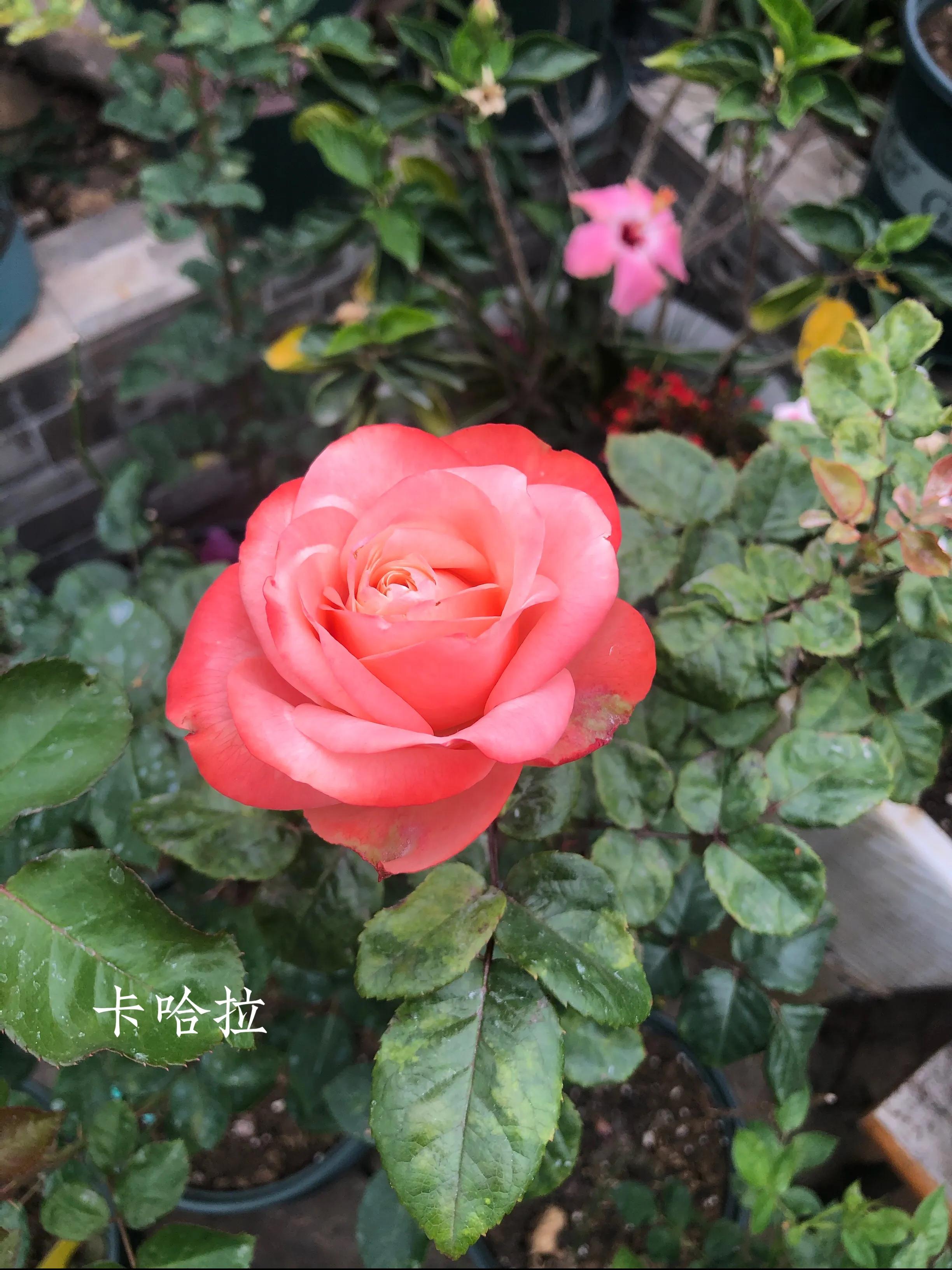 耐晒的藤本月季哪个品种好,哪些月季不适合广东