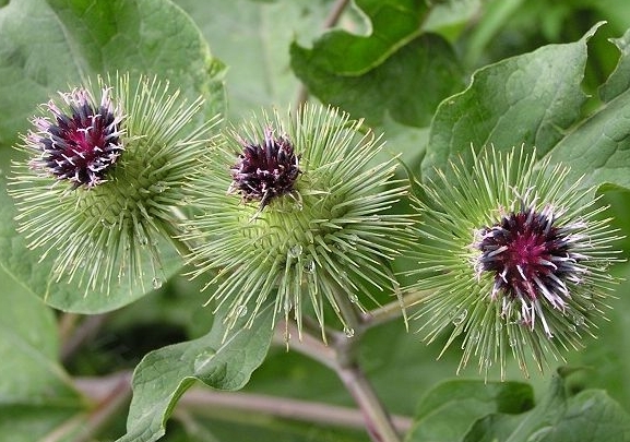 利咽中药牛蒡子,牛蒡子的功能主治