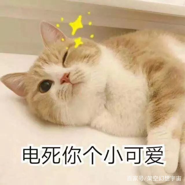 你不知道的猫咪事情,你不知道的猫咪睡姿大揭秘