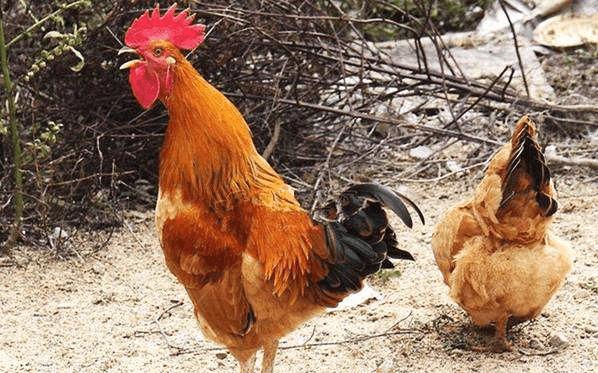 农村老规矩：“母鸡学公鸡叫，立刻要杀掉”，这种说法从何而来？