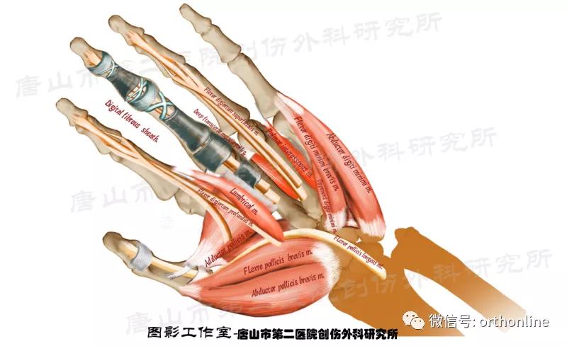 手部肌腱不完全断裂能完全复原吗,手部屈指肌腱损伤最难处理的部位