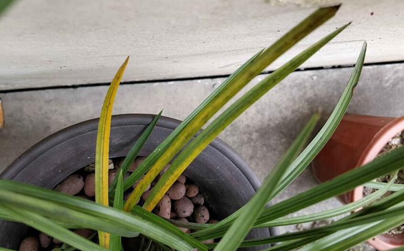 花瓶的兰花叶片发黄怎么处理,兰花叶片发黄需要施什么肥料