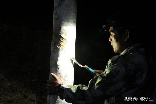 云南中胶永生乳胶,乳胶体验馆西双版纳