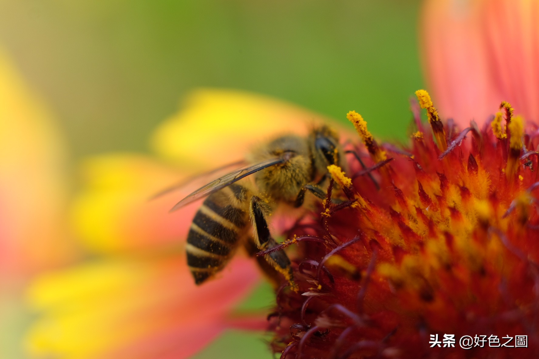 最好的微距拍摄方法,微距摄影环