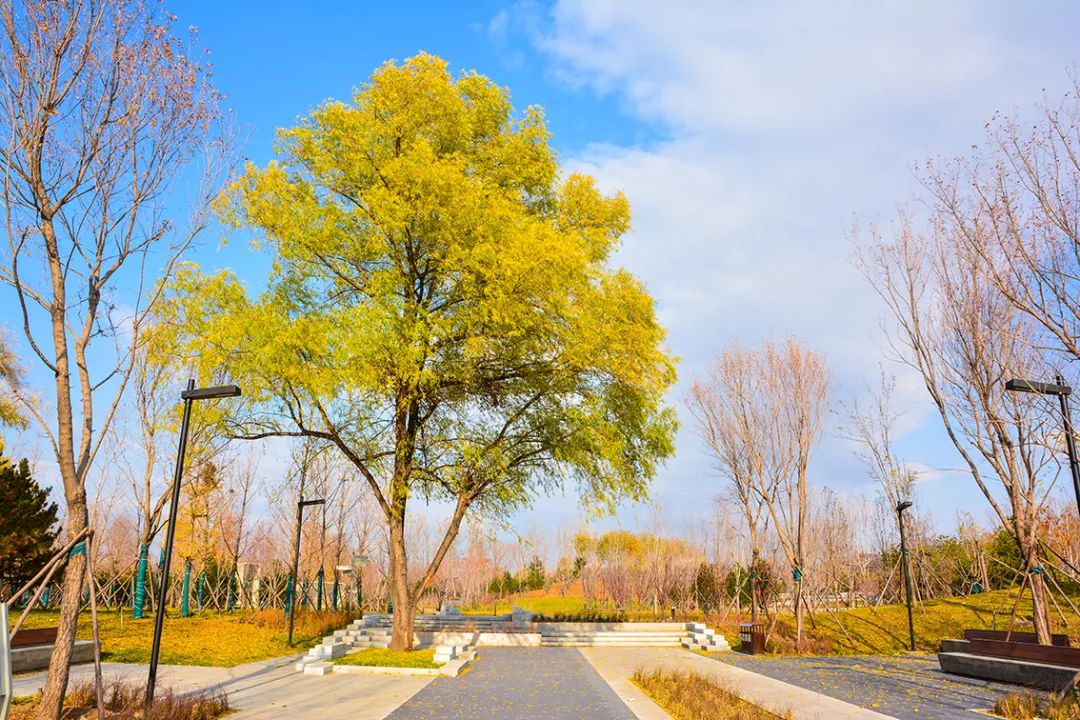 北京新开40个公园在哪里,北京十佳公园