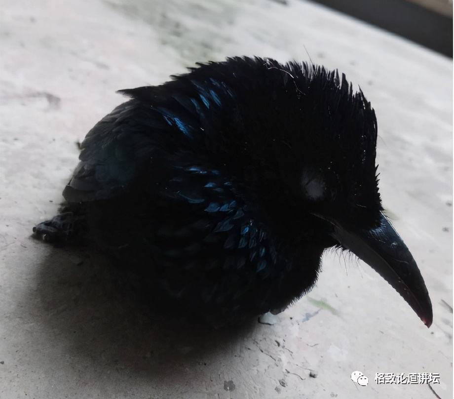 捡到只受伤的鸟怎么办,野外捡到受伤的小鸟