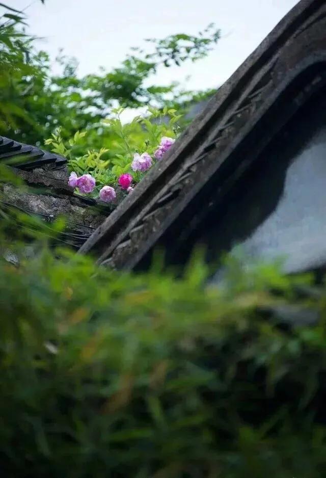 栀子花开满屋清香,栀子花开香气满园