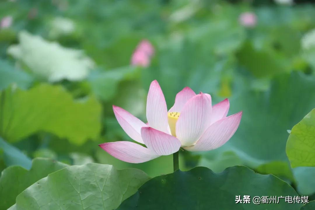 赏荷地图最新版,衢州赏荷