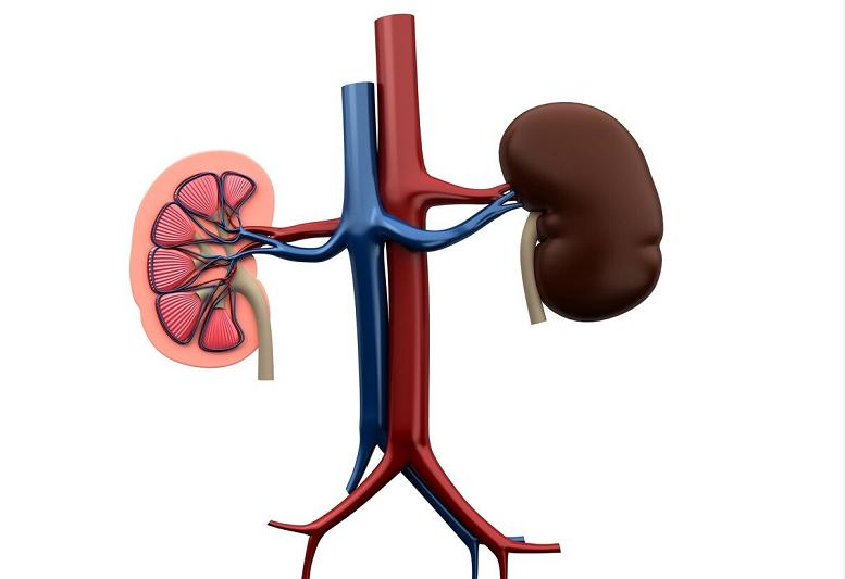 固精补肾丸治疗肾气虚吗,男人补肾固精可以吃什么