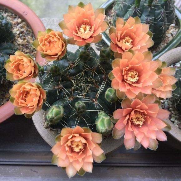 148个仙人球品种大全,100个仙人球品种