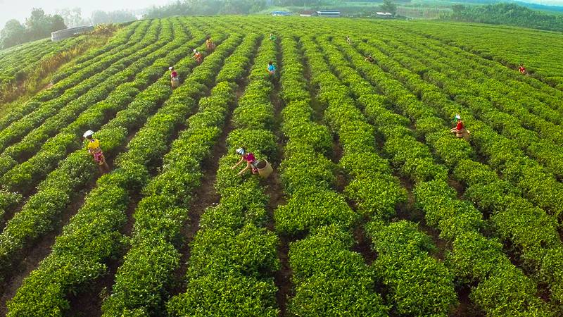 100元的普洱茶和1000元的区别,普洱茶饼100和1000的有什么区别