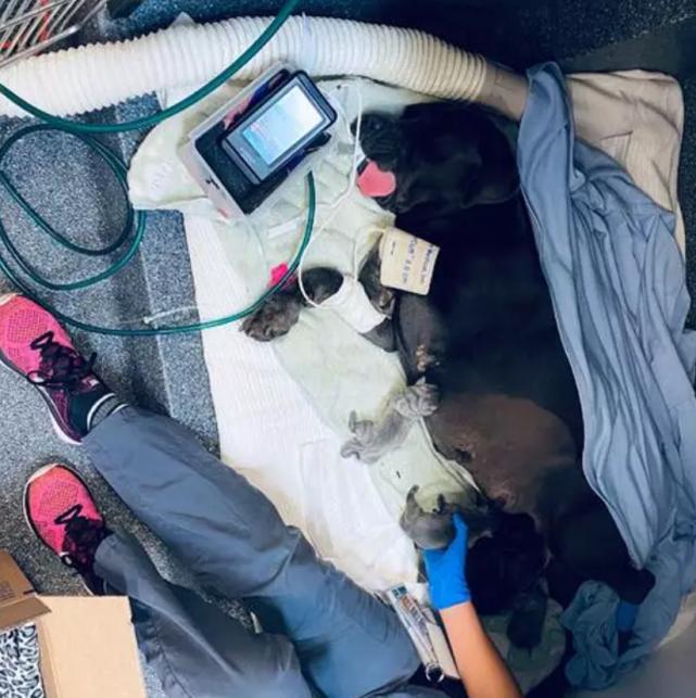 母爱的伟大12年生9个孩子,母爱伟大狗狗救自己的孩子视频