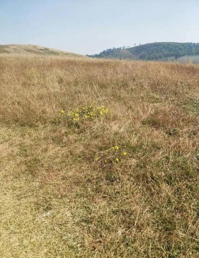 想不通就去爬山看海吧,呼伦贝尔大草原自驾游攻略