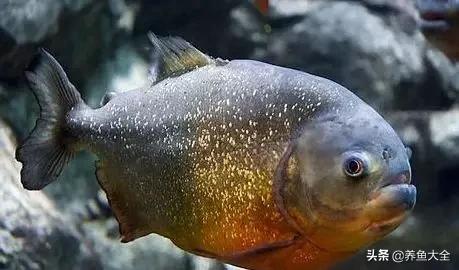 观赏鱼混养最佳方法,观赏鱼混养的最佳方法