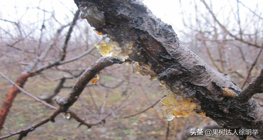 桃树流胶半死不活的打什么药,治桃树流胶最好的土办法