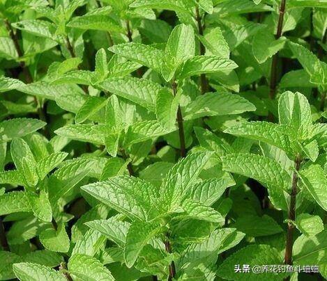 薄荷怎么种才能让它长得茂盛,刚种薄荷浇水的正确方法