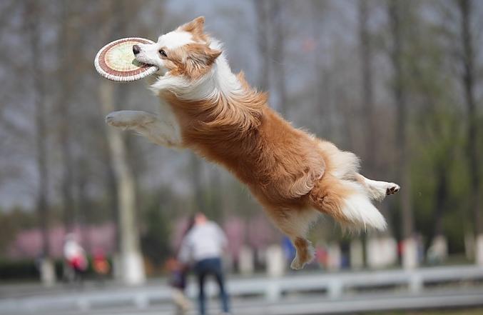 狗狗电项圈训练方法,训练狗狗叫的方法