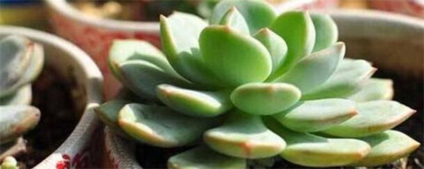 如何养殖多肉植物和盆栽,如何养殖多肉绿萝盆栽
