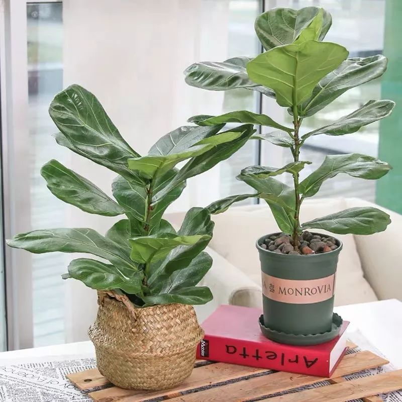 吸甲醛净化空气最好的绿植,除甲醛净化空气的室内绿植