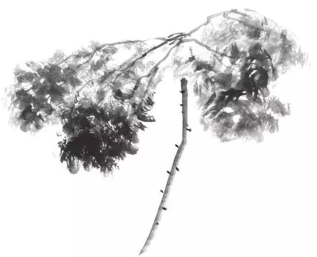 白描荷花的画法图片,如何画荷花白描大片