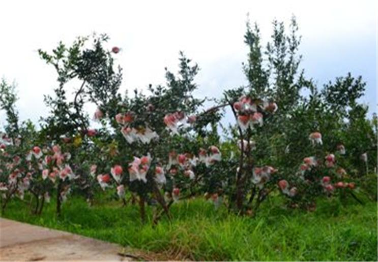 石榴挂果了需要套袋吗,石榴套袋在什么时候进行最好