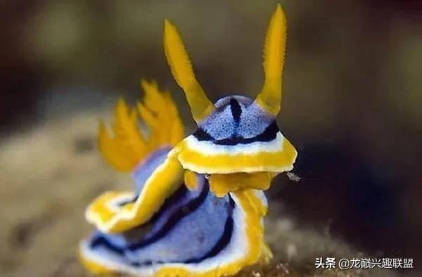 珊瑚到底有多可怕,珊瑚到底有多残忍