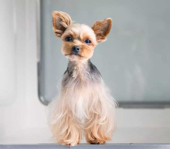 最聪明的十大狗狗品种介绍,史上最全的狗狗品种记得收藏