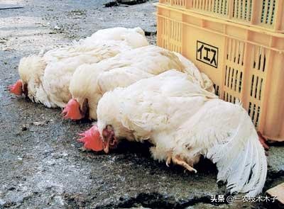 鸡拉黄痢最快急救方法,养鸡拉白痢的治法