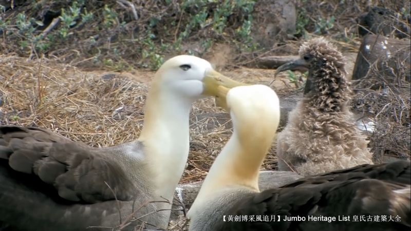世界上最长寿的象龟多少岁,迄今发现最长寿的龟
