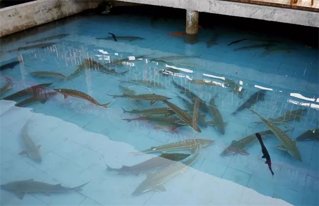 养殖什么稀奇的品种赚钱快又好养,养殖最赚钱的品种