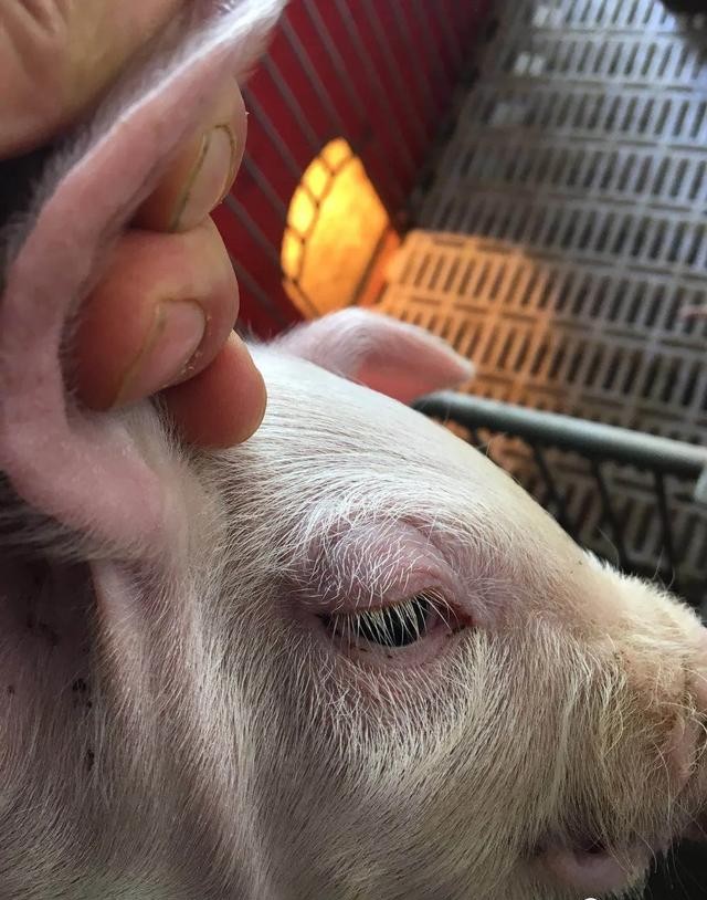 母猪蓝耳病打什么针,猪蓝耳病疫苗哪个最好