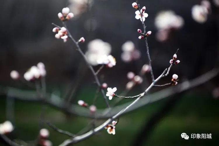 晋城哪里可以春游,晋城附近春游景点