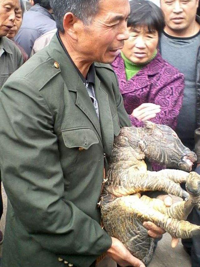 牛生麒麟猪生大象是什么征兆,牛下麒麟猪下象什么意思