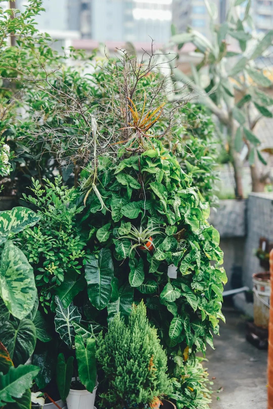没花园怎么种花？从东北到广东，4位大神在室内种出植物园，绝美