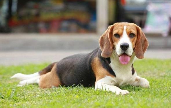 狗狗耳朵有异味发臭用什么药,狗狗耳朵发臭怎么办