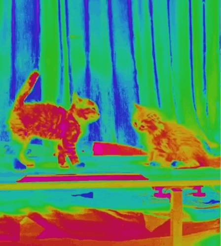 猫在床上尿臭味怎么消除,猫咪放了屁整个身子都臭