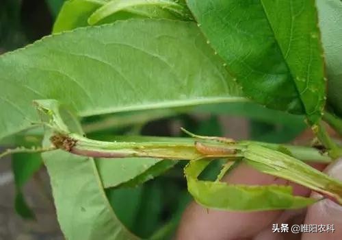 钻心虫怎样彻底消灭,钻心虫虫害