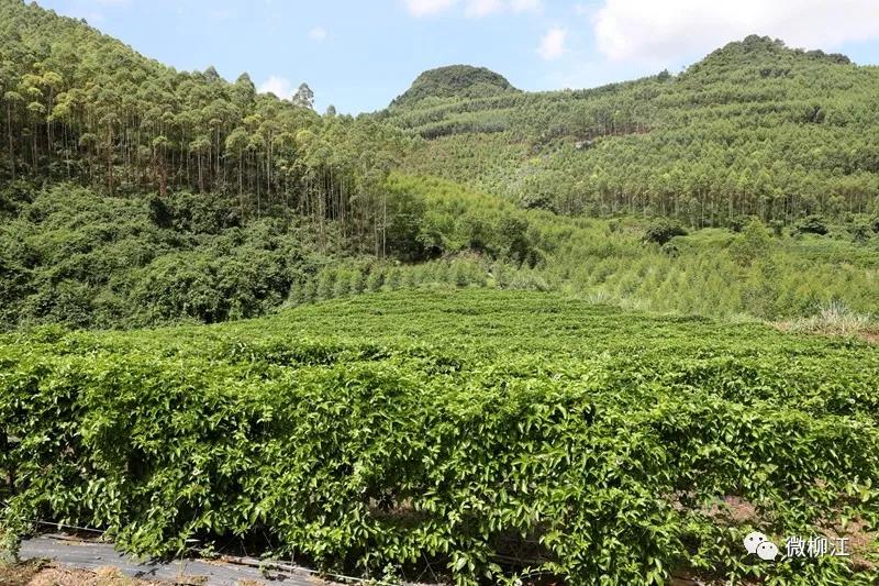 直播卖水果一年收入几百万,直播卖水果一年200万