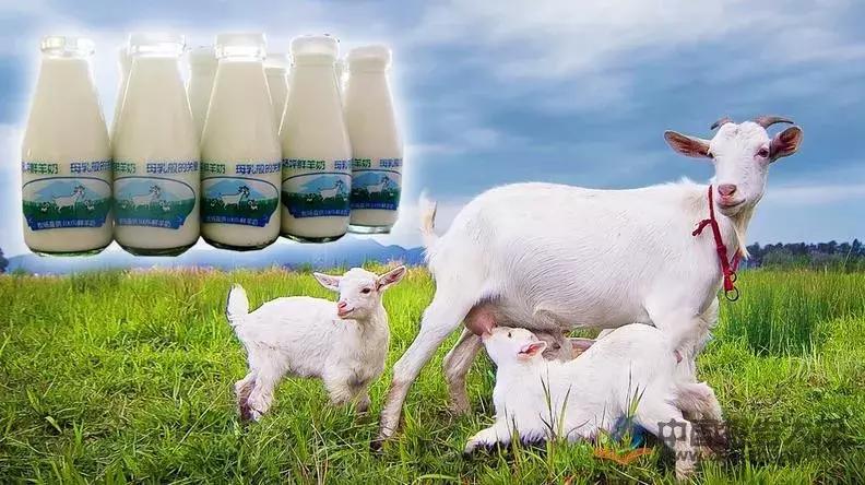 羊奶鲜为人知的内幕值得一看,羊奶市场