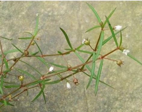 整合——28种青草药,赶快收藏备用!