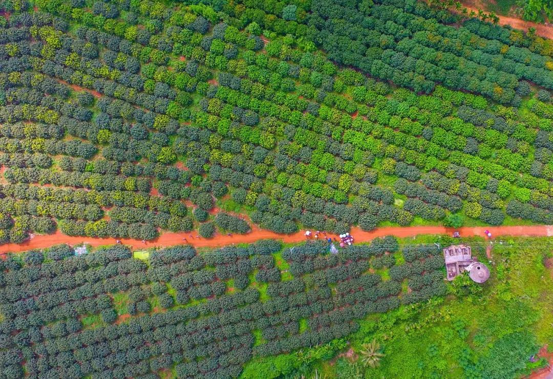 中国荔枝哪里好吃,哪个地方的荔枝最好吃最出名