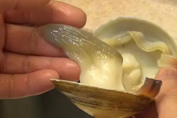 北极贝即食海鲜,鲜活北极贝应季