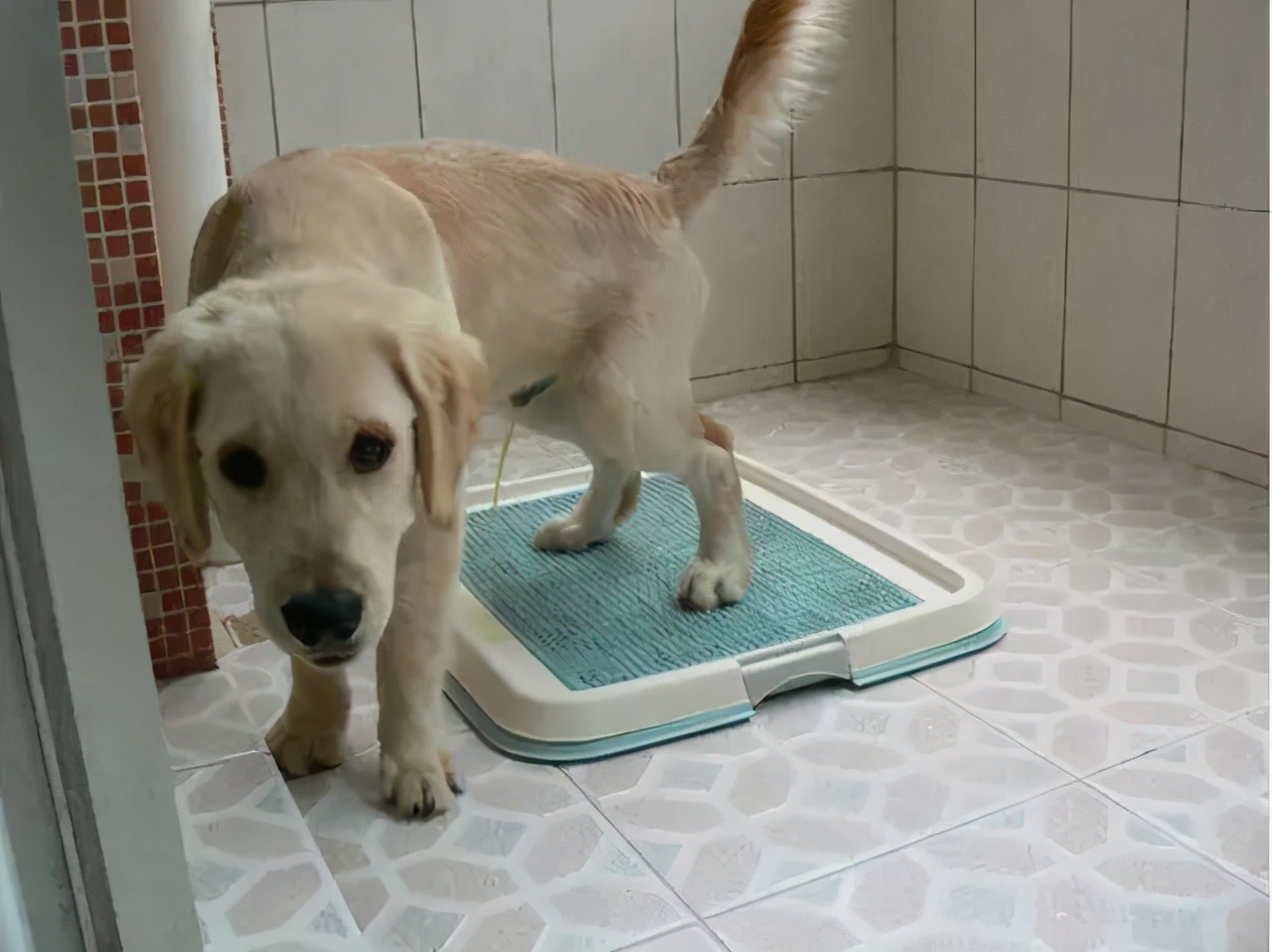 香喷喷正确使用方法,喷香满屋快速除味