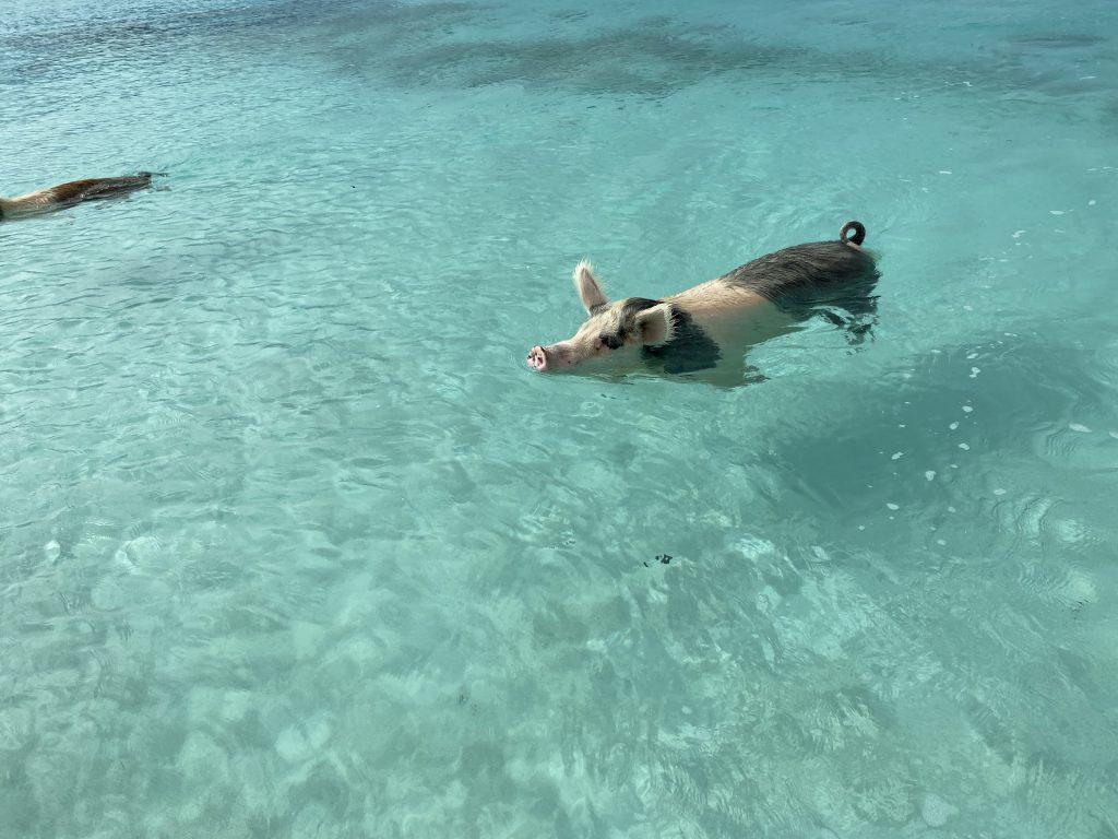 巴哈马猪岛旅游最新视频,巴哈马猪岛旅游