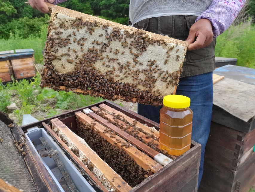 养蜂能挣上钱吗,养蜂40箱纯收入大约多少钱