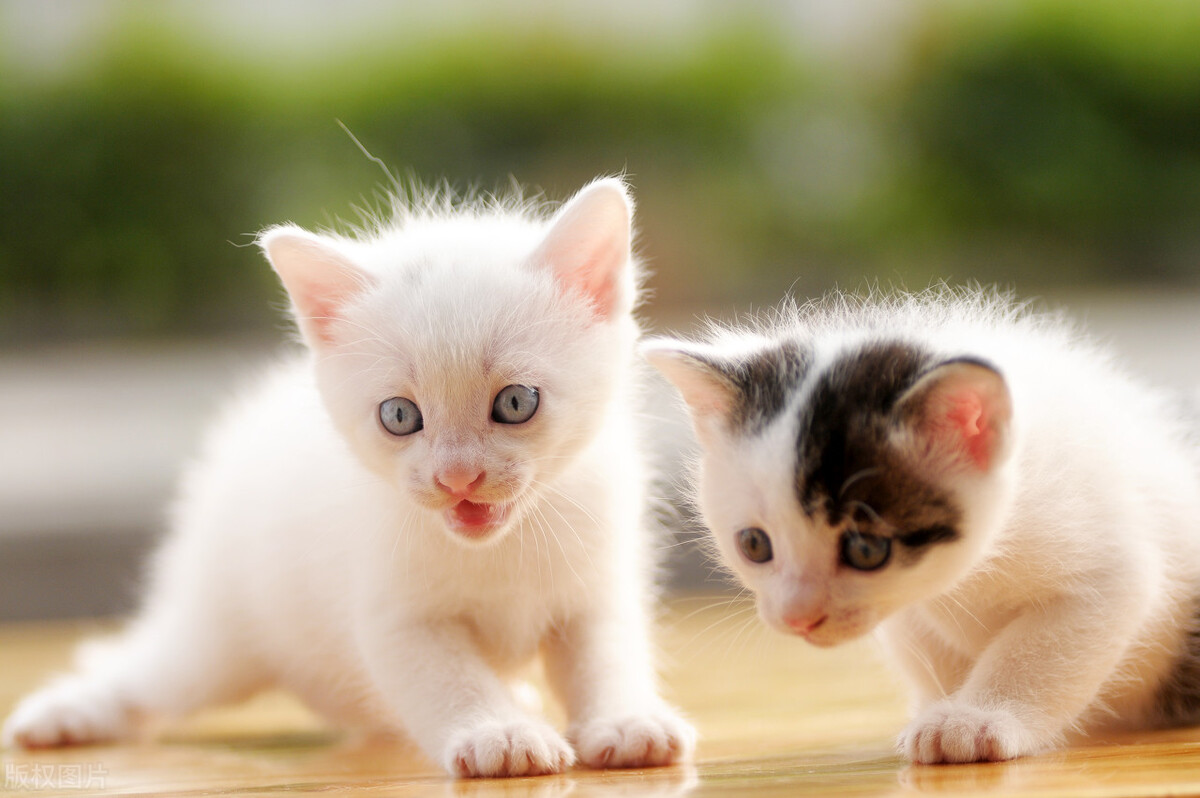 猫咪难产大猫会有危险吗,猫难产怎么挽救