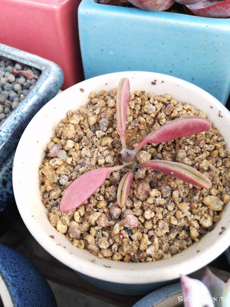 这才是多肉夏天该有的样子,多肉短期内颜值最高的时刻