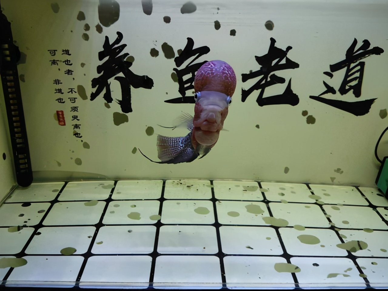 养一个鱼要硝化细菌吗,鱼养了才加硝化细菌可以吗