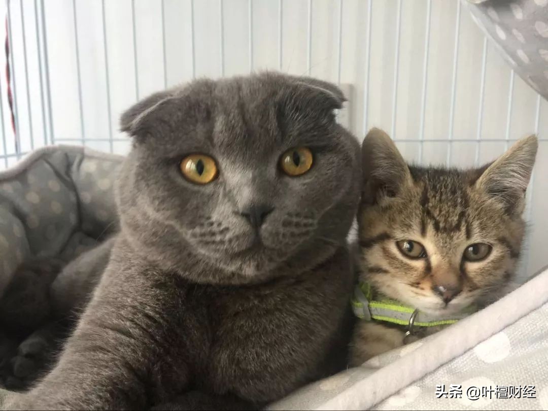 合格投资者认定可以不做吗,合格投资者认定需要投资经验吗